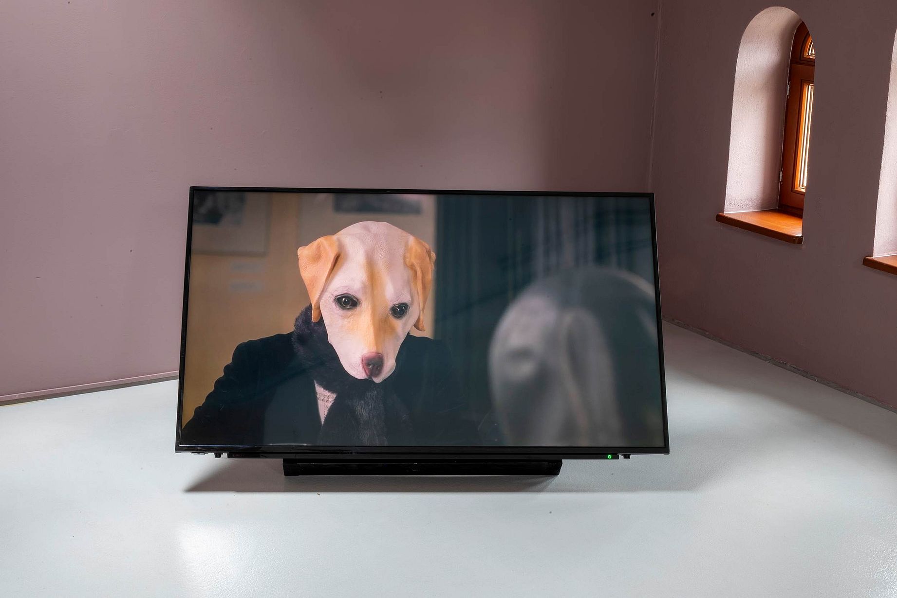 Instalacja artystyczna w galerii, wido wyświetlane na dużym monitorze przystwiające psa w męskim ubraniu