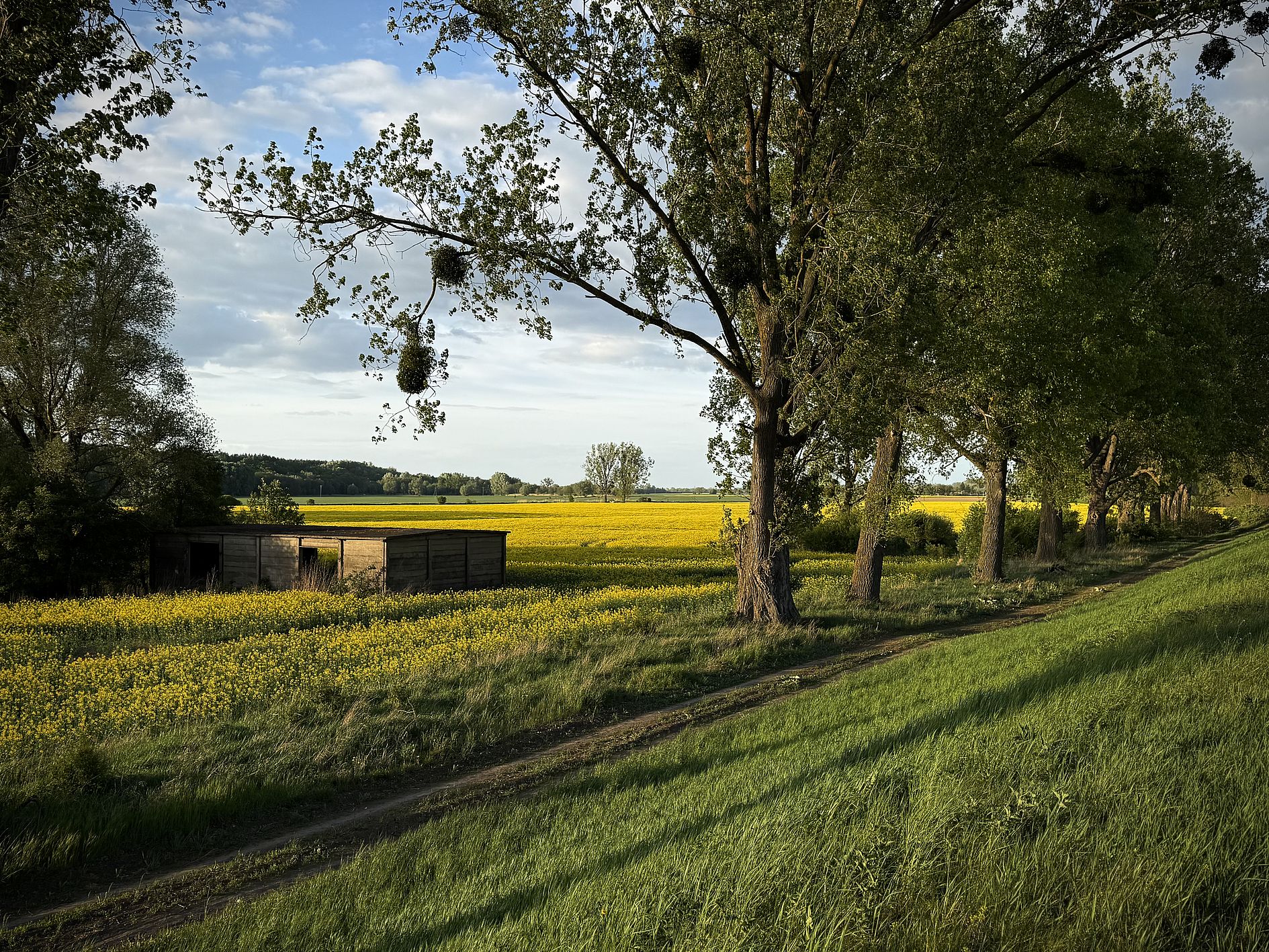 Betonowy pawilon stojący pośród pól, jedno z nich żółte, w tle drzewa, na pierwszym planie z jemiołą