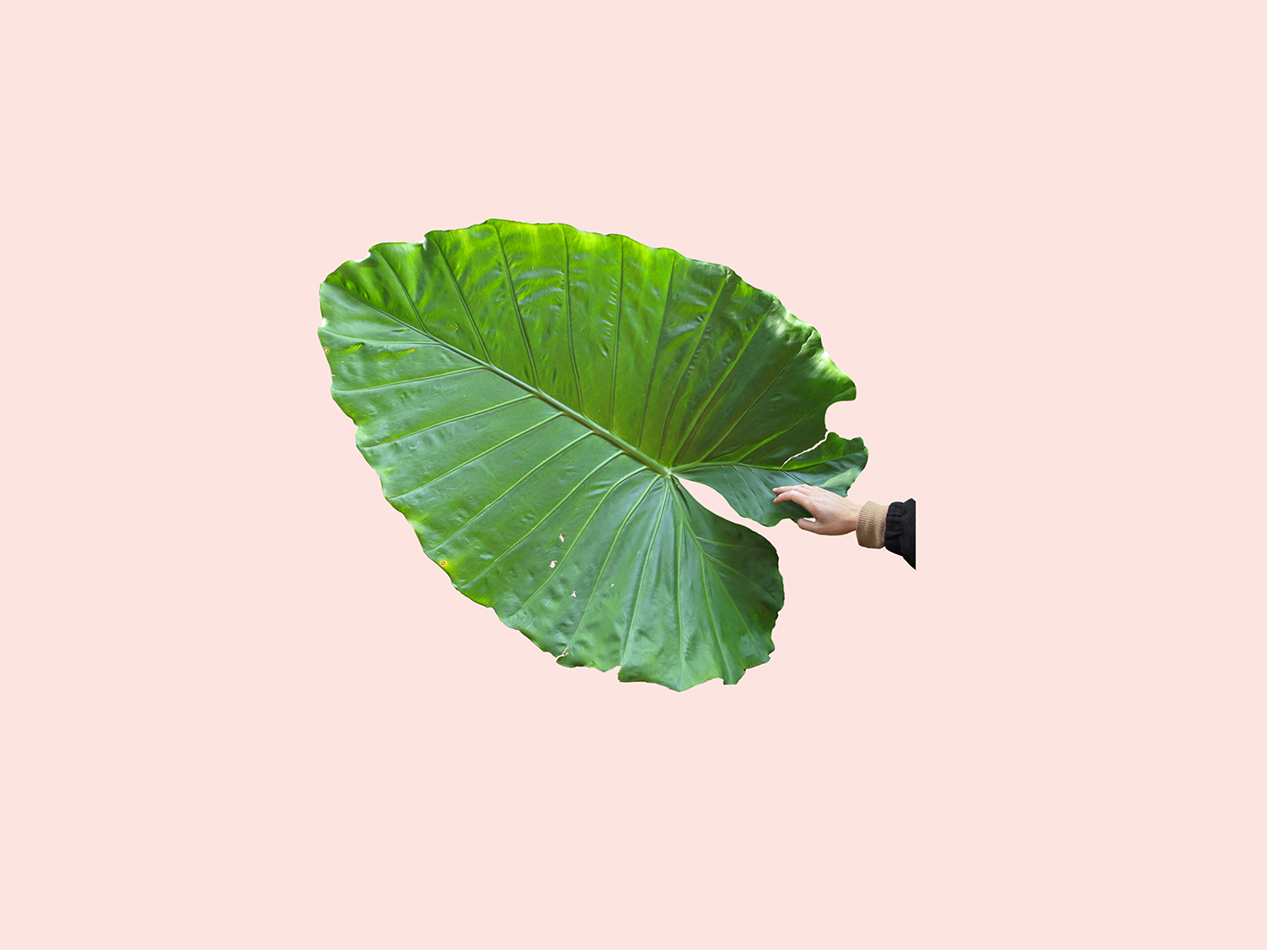 80 Katarzyna Przezwanska bez tytulu druk cyfrowy dibond 33x27x18cm 2012