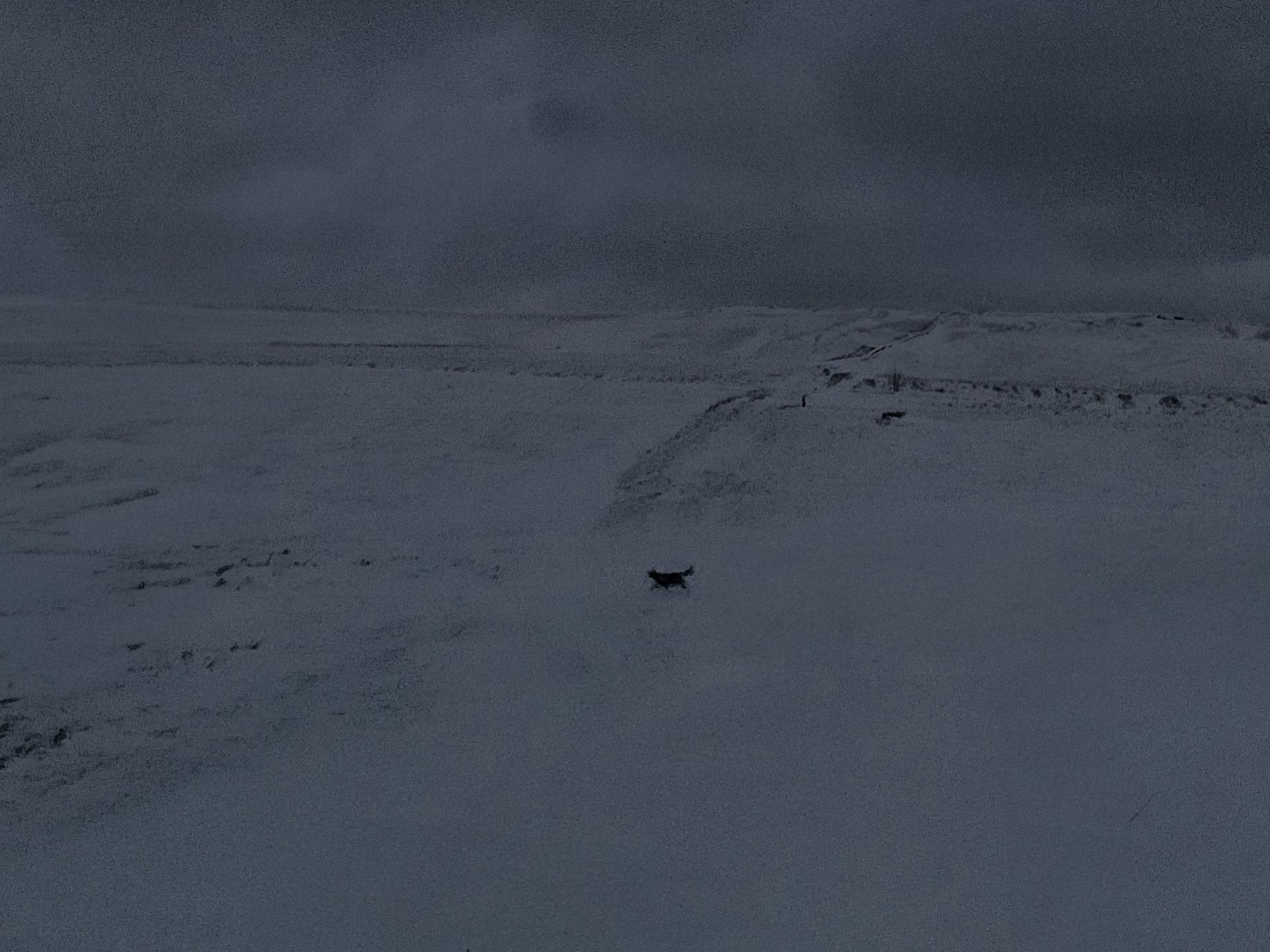Na zdjęciu widać małe, ciemne zwierzę na rozległym, zaśnieżonym terenie, prawdopodobnie w górach lub na otwartym, mroźnym krajobrazie.